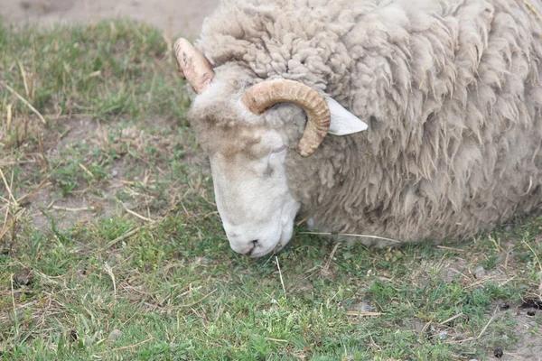 Πρόβατα (ram) στην πένα — Φωτογραφία Αρχείου