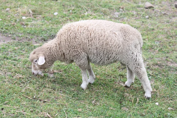 Schafe (Lamm) im Stall — Stockfoto
