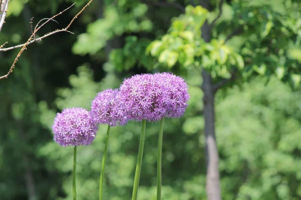 Flor de Allium (Cebolla ornamental ) — Foto de Stock