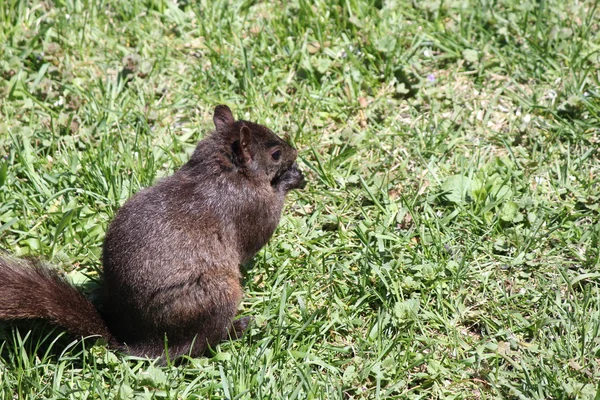 Écureuil noir — Photo
