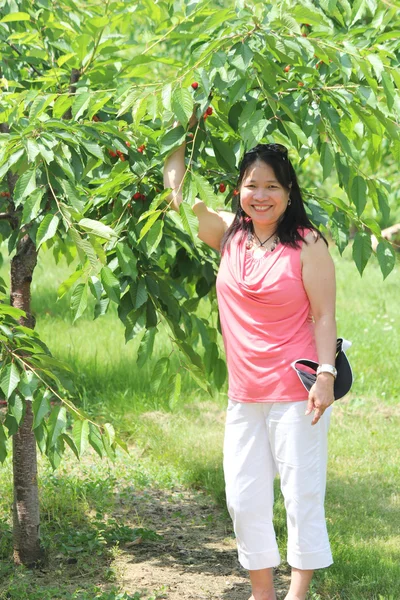 Cherry Picking — Stock Photo, Image