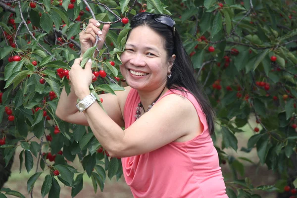 Cherry Picking — Stock Photo, Image