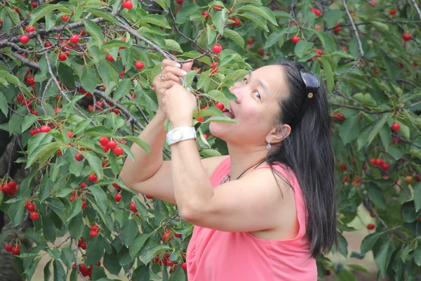Cherry Picking — Stock Photo, Image