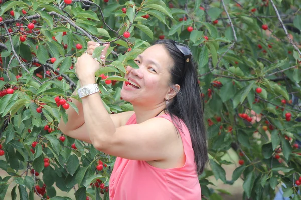 Cherry Picking — Stock Photo, Image