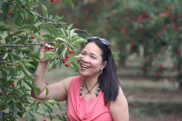 Cherry Picking — Stock Photo, Image