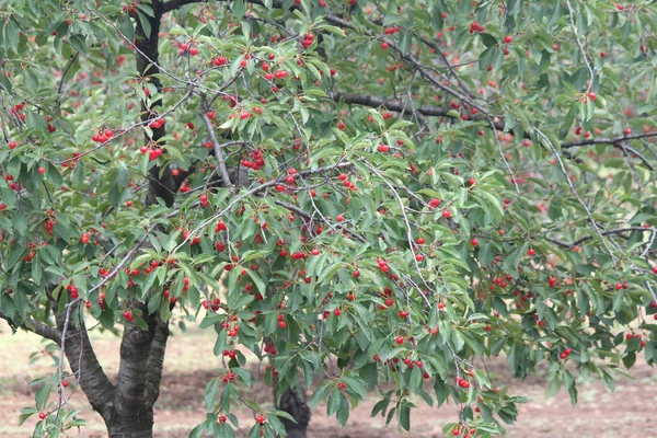 Cseresznye fák orchard — Stock Fotó