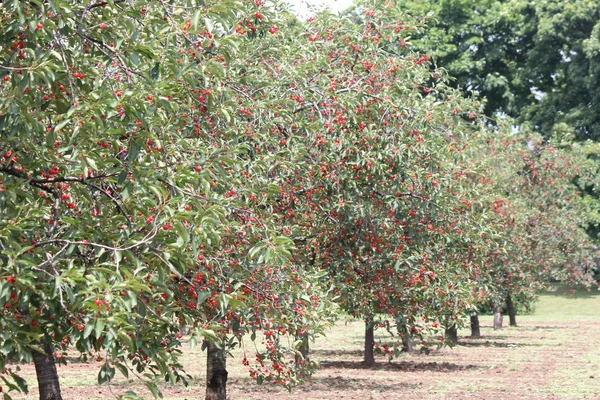 Cerezos en huerto —  Fotos de Stock