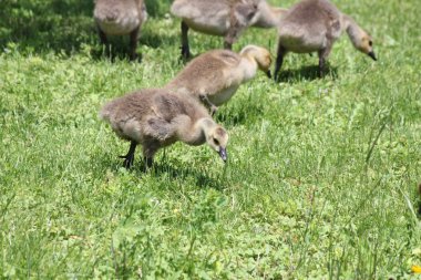 Kuşlar (Kanada kazları)