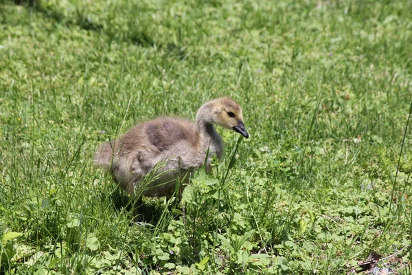 Gosling (Gansos do Canadá ) — Fotografia de Stock