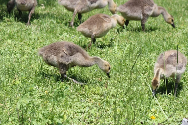 Goslings (Gansos de Canadá) ) — Foto de Stock