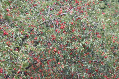 kiraz ağaçlarında meyve bahçesi