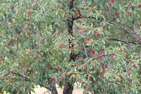 Kiraz ağaçlarında meyve bahçesi — Stok fotoğraf