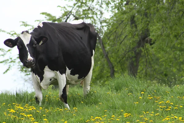 Vache (Holstein) noire avec blanc — Photo