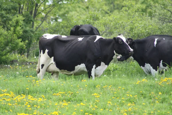 Inek (holstein) ile beyaz siyah — Stok fotoğraf