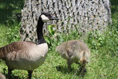 Kanada kazı ve kazlar çimlerin üzerinde