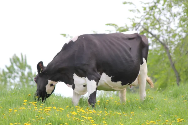 Vache (Holstein) noire avec blanc — Photo