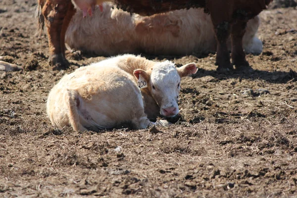 Mucca in una piccola area di allevamento — Foto Stock