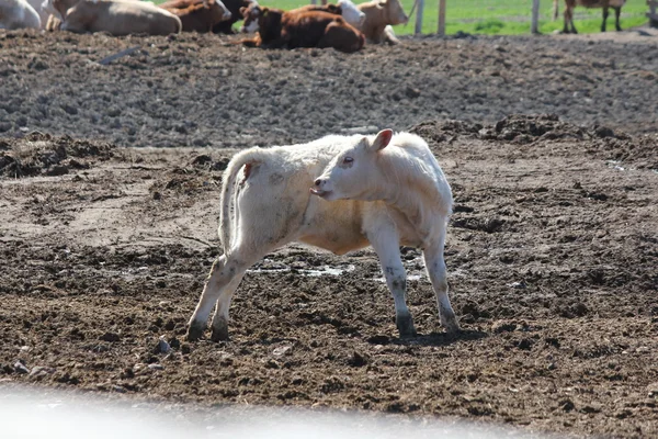 Vache dans une petite zone d'élevage — Photo