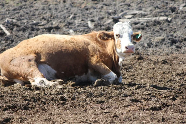 Vaches dans une petite zone d'élevage — Photo