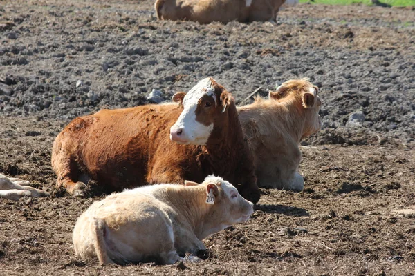 Cows in Small Holding Area — Stock Photo, Image