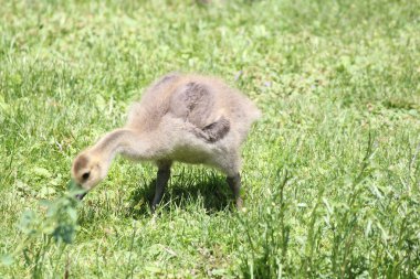Kuşlar (Kanada kazları)