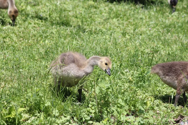 Goslings (Gansos do Canadá ) — Fotografia de Stock