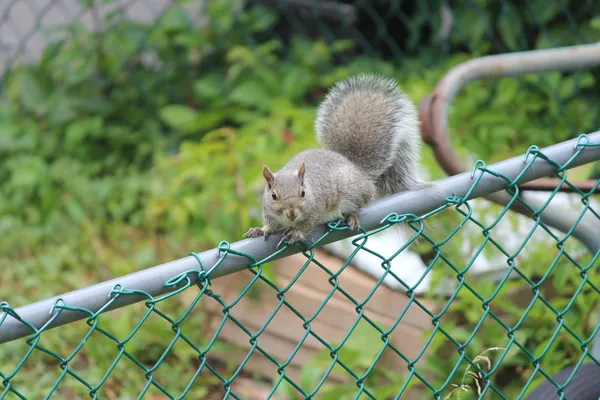 松鼠, 灰色 (年轻) 在栅栏上 — 图库照片