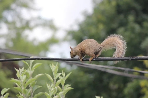 Squirrel, Grey on Wire — Stock Photo, Image