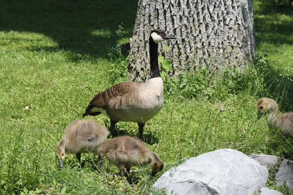 Canada Goose and Goslings on Grass — Stock Photo, Image