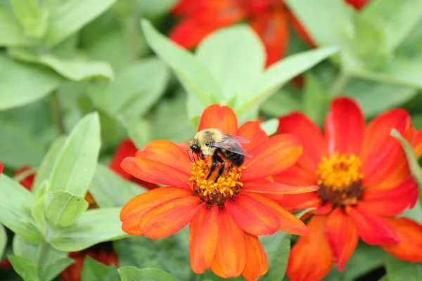 Pszczoła na kwiat Cynia — Zdjęcie stockowe