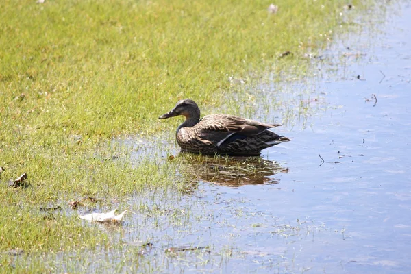 Mallard Hen. Anas platyrhynchos — Stock Photo, Image