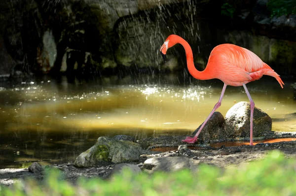 Flamingo in the waterfall — Stock Photo, Image