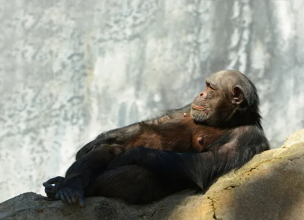 Chimpanzé velho — Fotografia de Stock