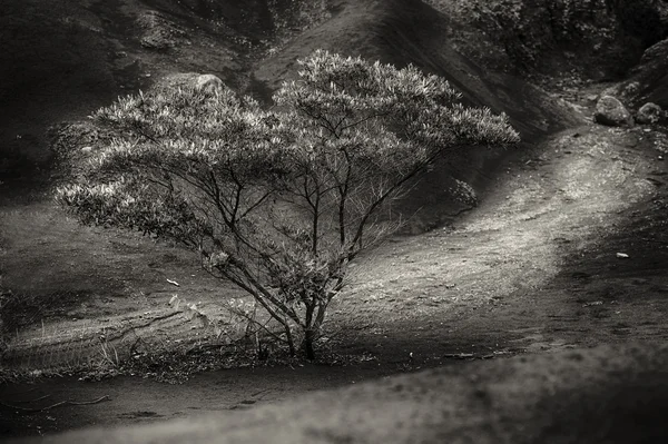 Дерево Кауаи — стоковое фото