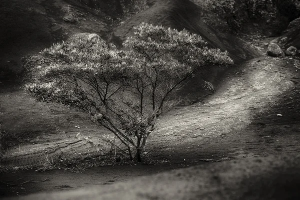 Árbol Kauai — Foto de Stock