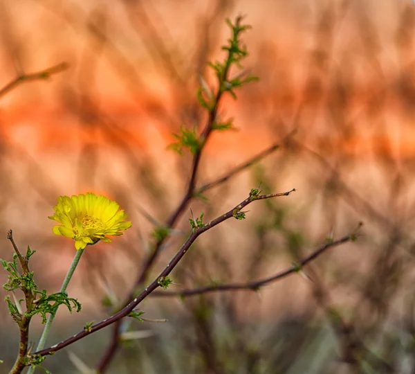 砂漠の花 — ストック写真