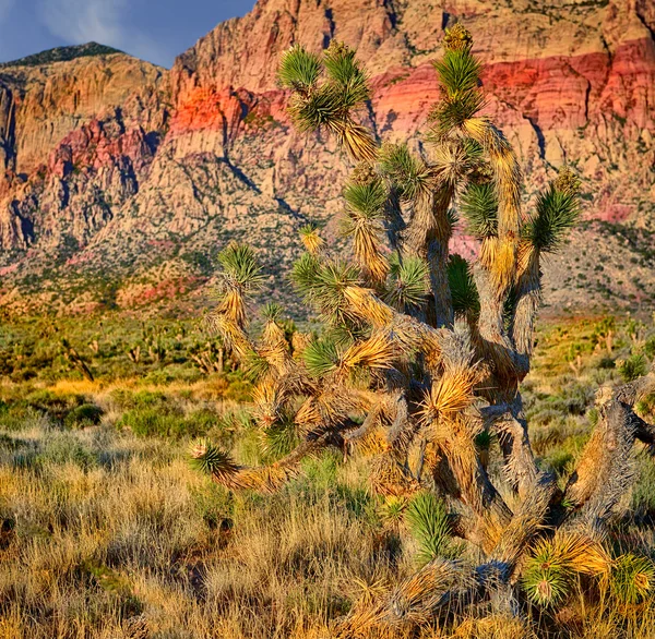 Árvore de Nevada Yucca — Fotografia de Stock