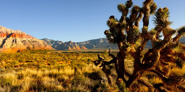 砂漠のユッカ ツリー ストック画像
