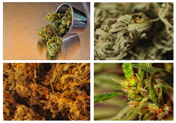 Four grades of marijuania — Stock Photo, Image