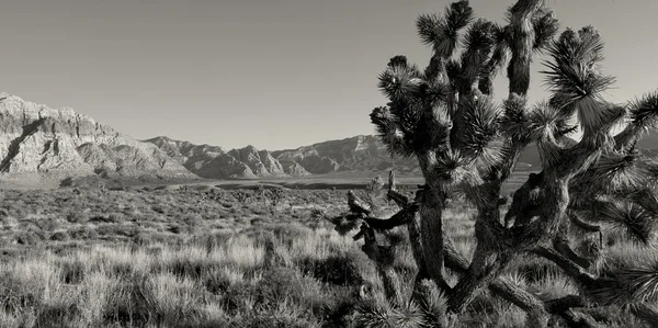 Woestijn yucca boom — Stockfoto