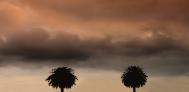 Twin palms
