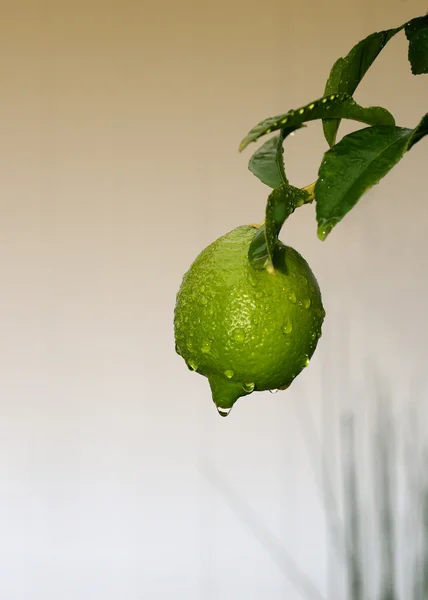 빗 속에서 레몬 — 스톡 사진