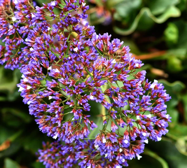 Limonium, statice — Photo