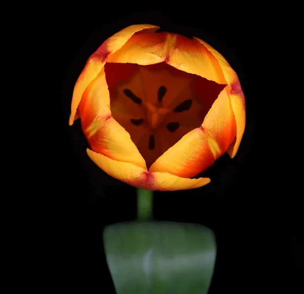 Imagem Uma Bela Tulipa Preto — Fotografia de Stock