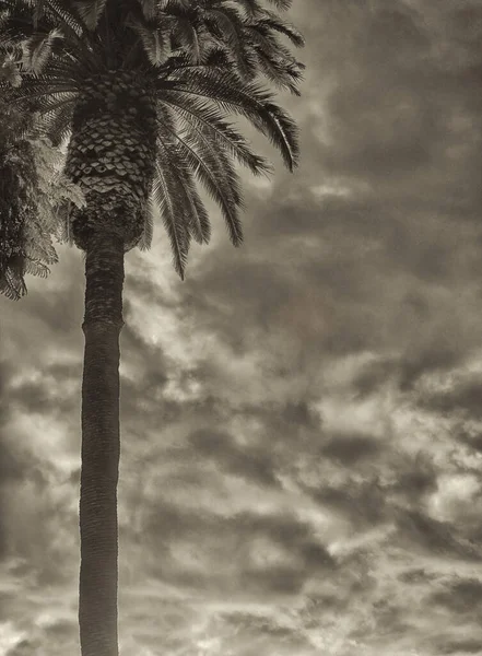 Όμορφη Vintage Palm Tree Στο Μπέβερλι Χιλς — Φωτογραφία Αρχείου