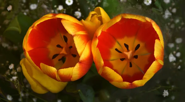 Imagem Muito Agradável Duas Tulipas Jardim — Fotografia de Stock