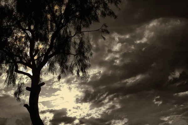 Schöner Baum Vor Dem Sonnenuntergang Von Beverly Hills — Stockfoto