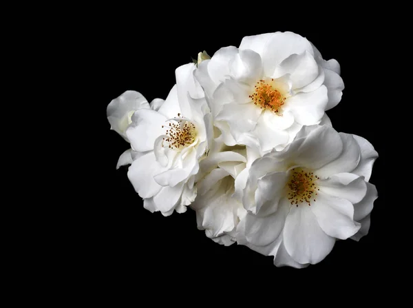 Die Perfekte Preisgekrönte Iceburg Rose Bouquet Black — Stockfoto