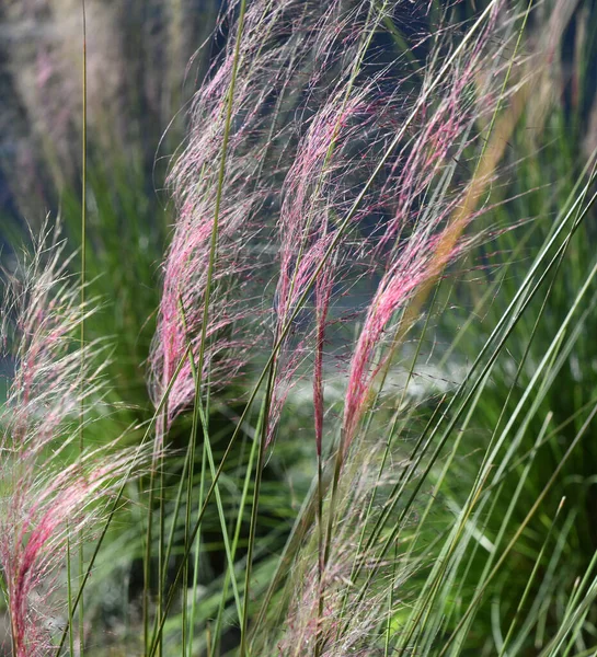 Uma Bela Planta Grama Penas Verde Vermelho Selvagem Alto — Fotografia de Stock