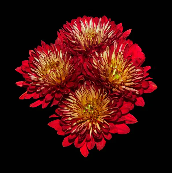 Beau Bouquet Dahlias Rouges Sur Noir — Photo